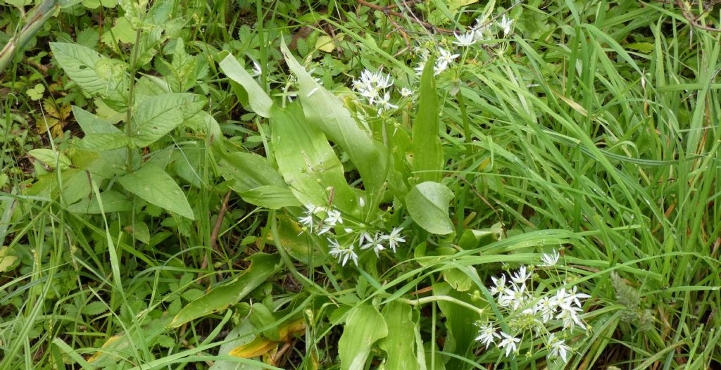 Allium ursinum (Amaryllidaceae)