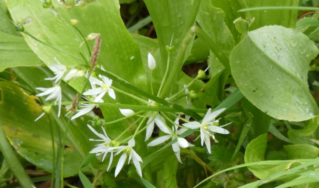 Allium ursinum (Amaryllidaceae)