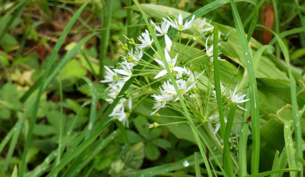 Allium ursinum (Amaryllidaceae)