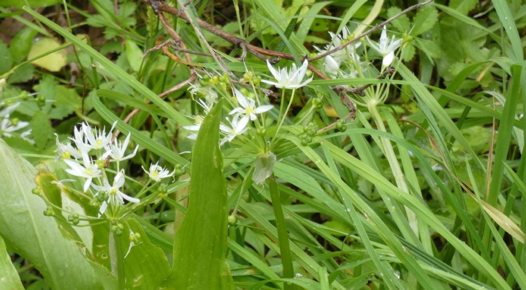 Allium ursinum (Amaryllidaceae)