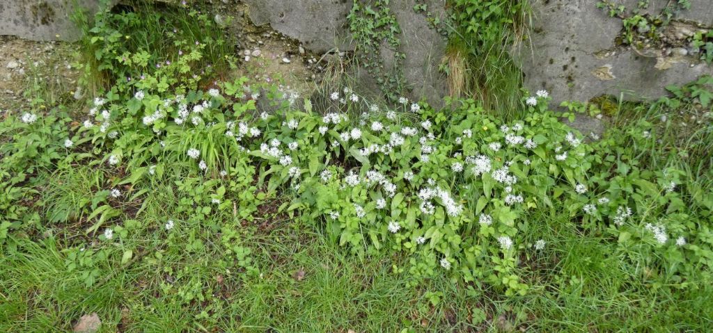 Allium ursinum (Amaryllidaceae)