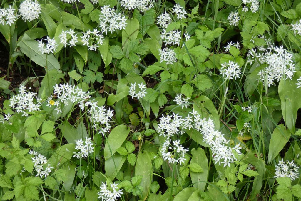 Allium ursinum (Amaryllidaceae)