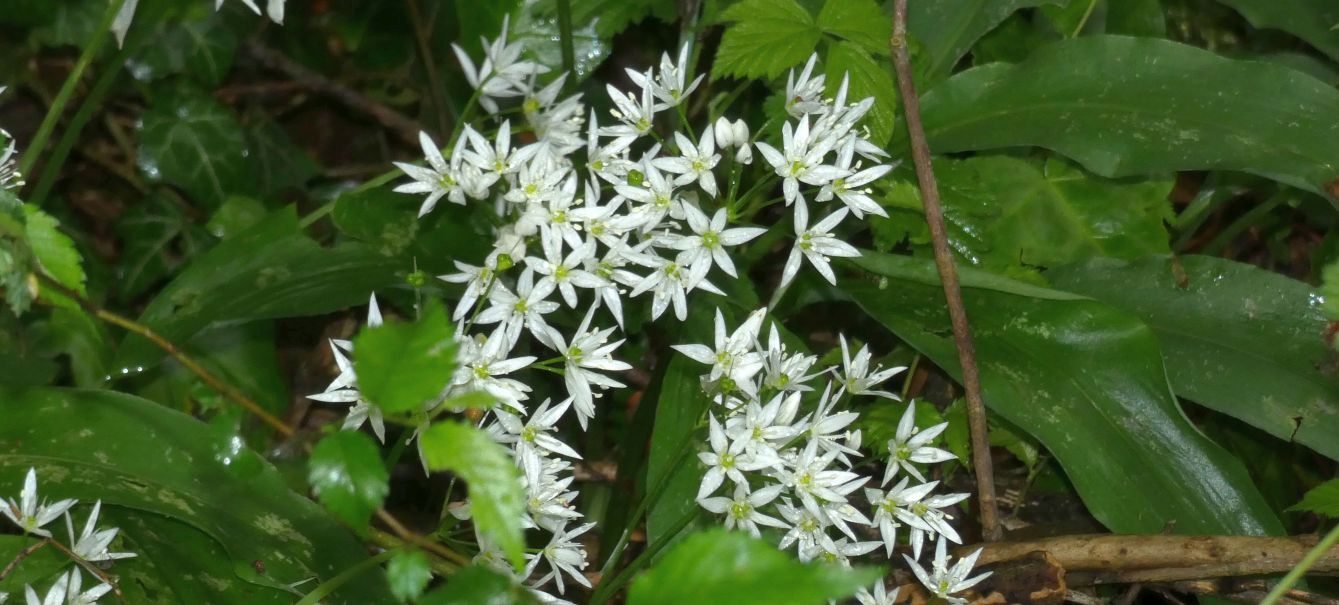 Allium ursinum (Amaryllidaceae)