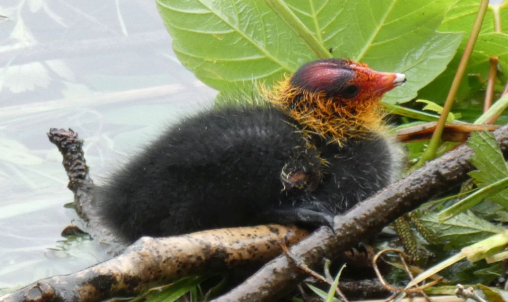 Folaga (Fulica atra):  Pullini e pulloni