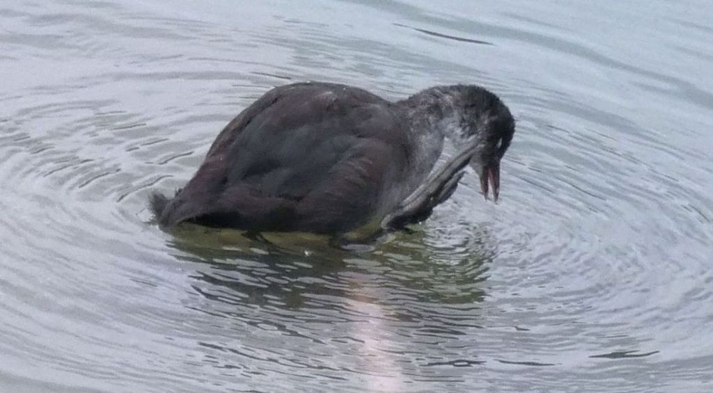 Folaga (Fulica atra):  Pullini e pulloni