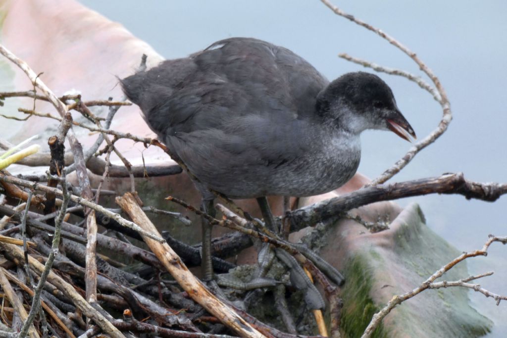 Folaga (Fulica atra):  Pullini e pulloni