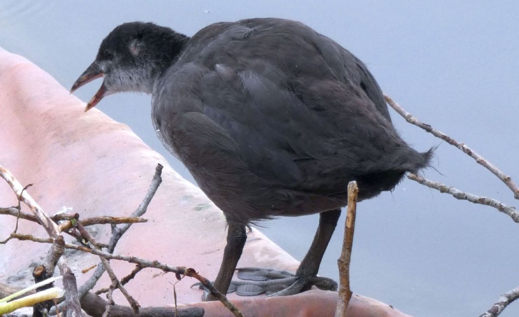 Folaga (Fulica atra):  Pullini e pulloni