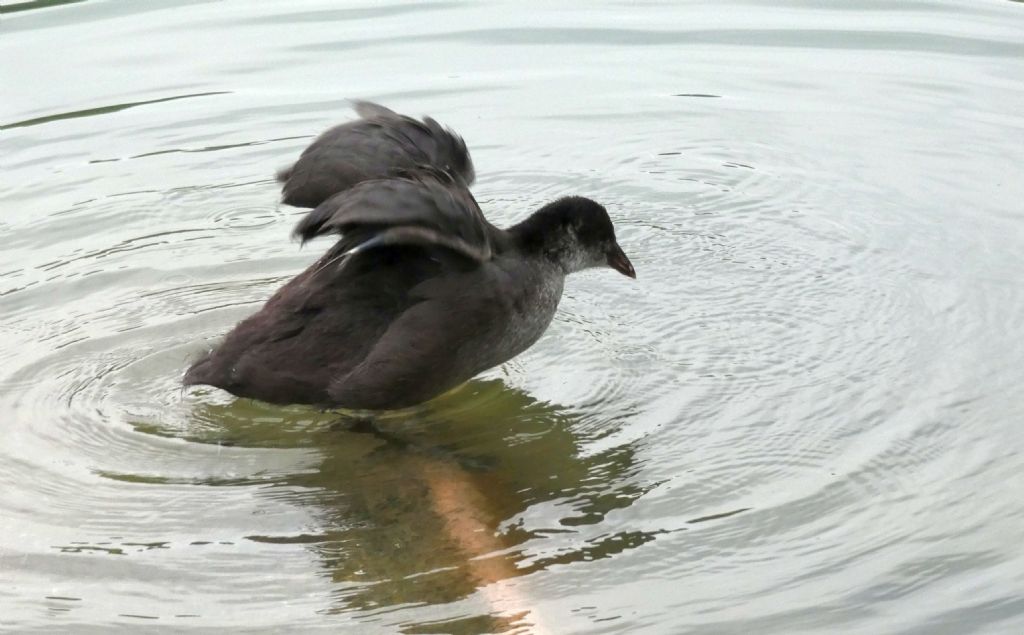 Folaga (Fulica atra):  Pullini e pulloni