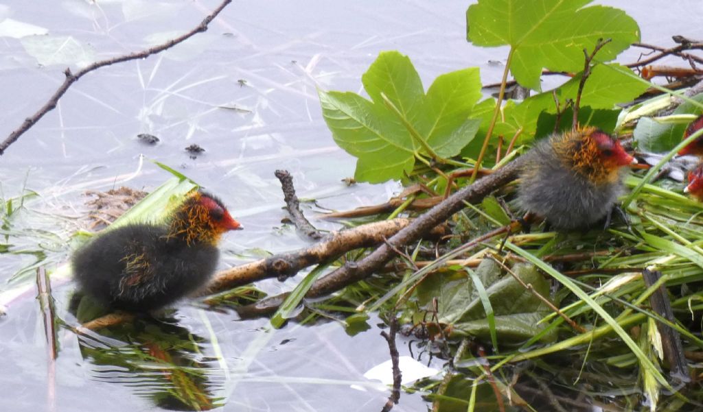 Folaga (Fulica atra):  Pullini e pulloni