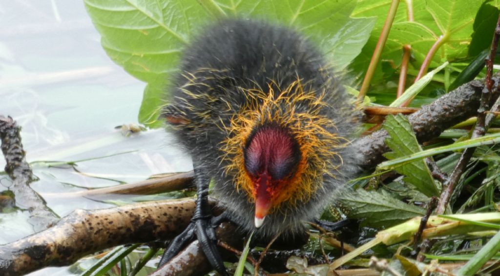 Folaga (Fulica atra):  Pullini e pulloni