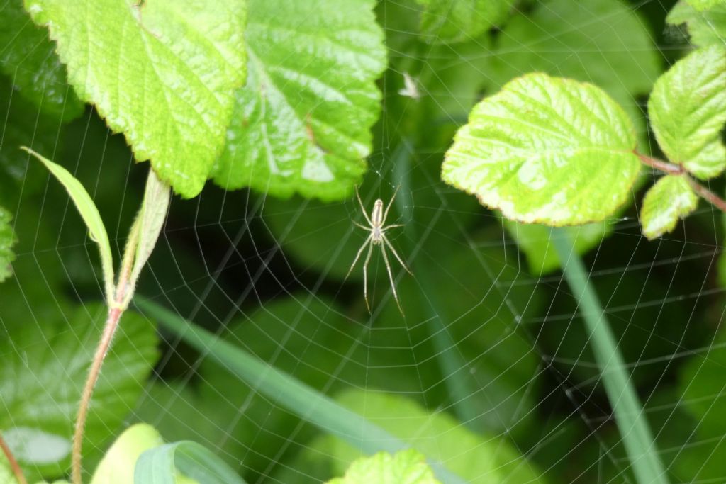 Tetragnatha sp.  - Trezzo sull''Adda (MI)