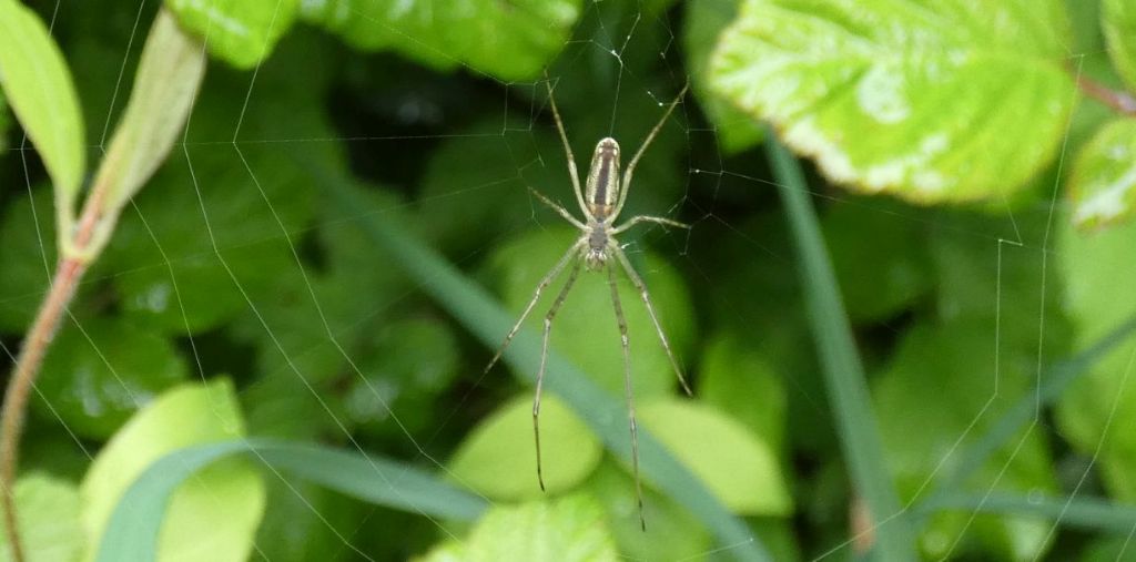 Tetragnatha sp.  - Trezzo sull''Adda (MI)