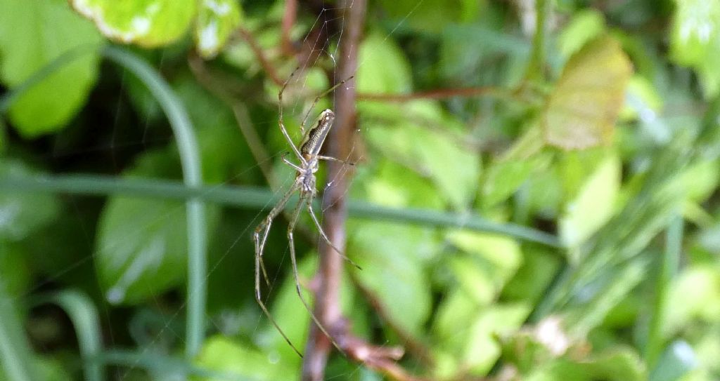 Tetragnatha sp.  - Trezzo sull''Adda (MI)