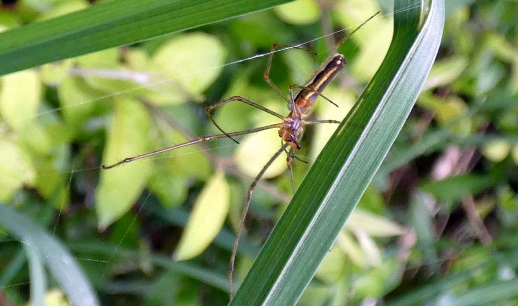 Tetragnatha sp.  - Trezzo sull''Adda (MI)