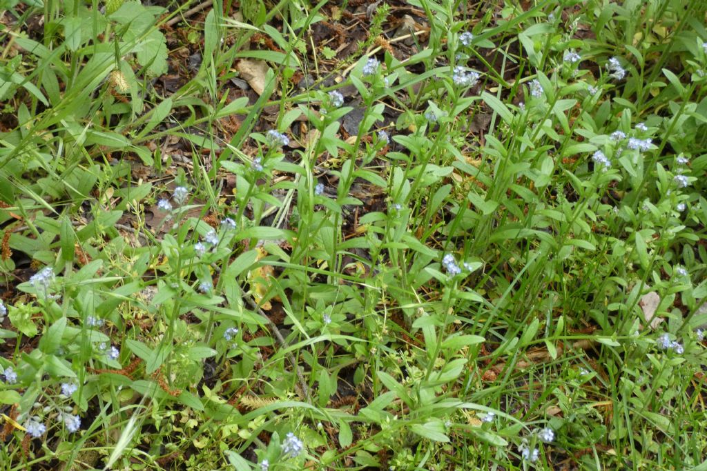 Myosotis sp. (Boraginaceae)