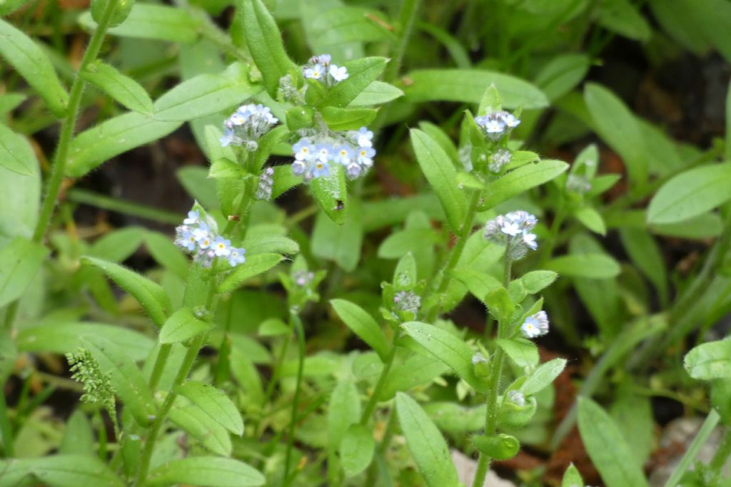 Myosotis sp. (Boraginaceae)