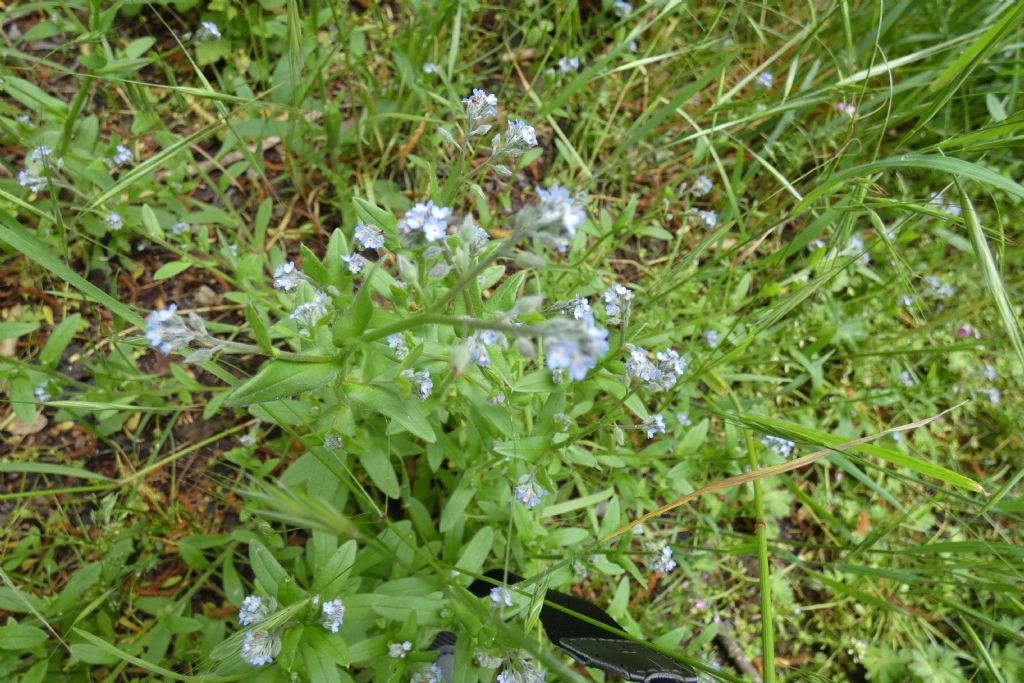 Myosotis sp. (Boraginaceae)