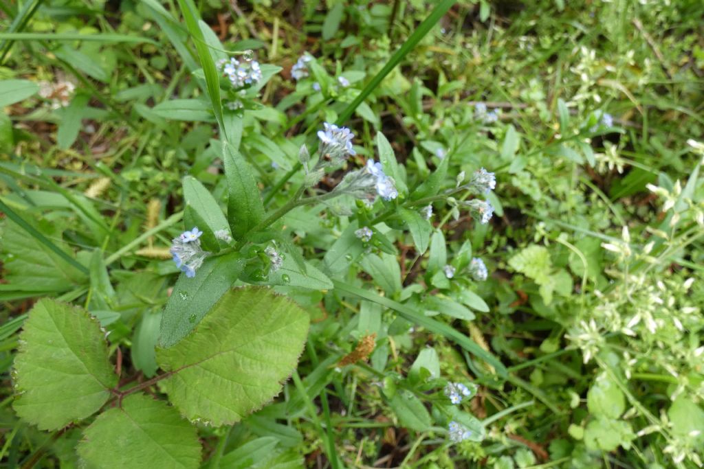 Myosotis sp. (Boraginaceae)