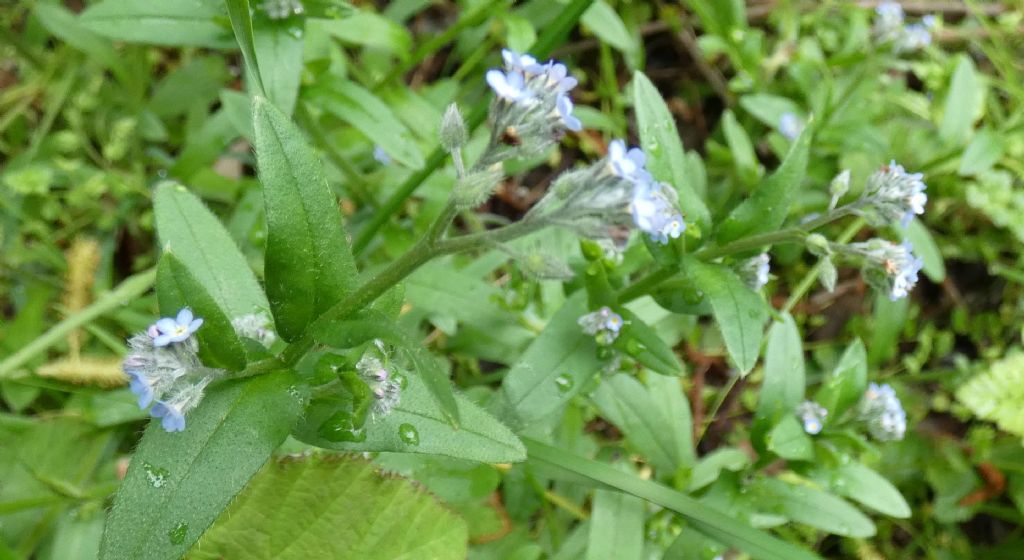 Myosotis sp. (Boraginaceae)