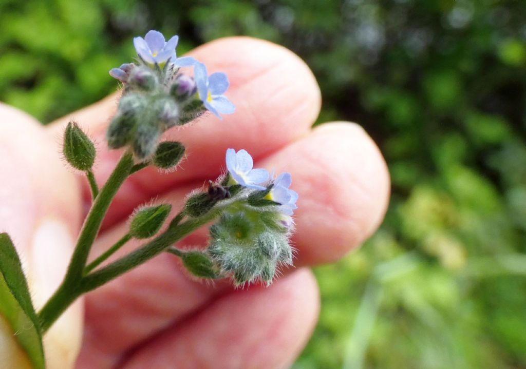 Myosotis sp. (Boraginaceae)