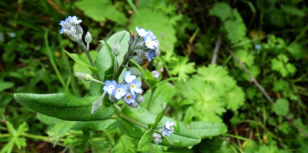 Myosotis sp. (Boraginaceae)