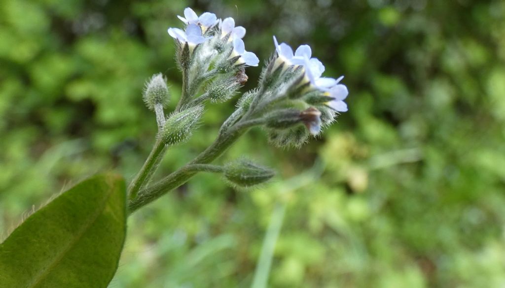 Myosotis sp. (Boraginaceae)