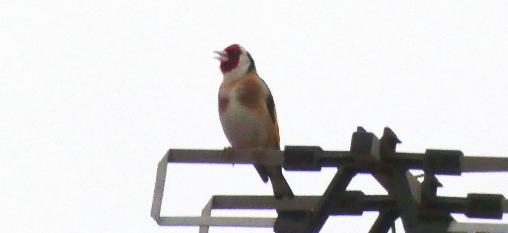 Era un Cardellino (Carduelis carduelis) !