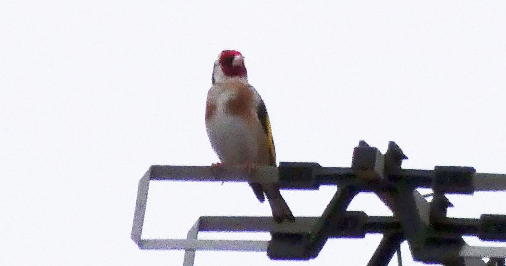 Era un Cardellino (Carduelis carduelis) !