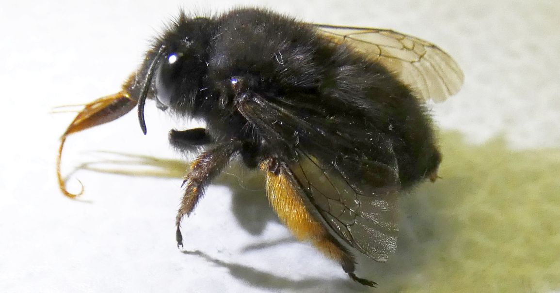 Apidae Anthophorinae: Anthophora plumipes var. niger, femmina