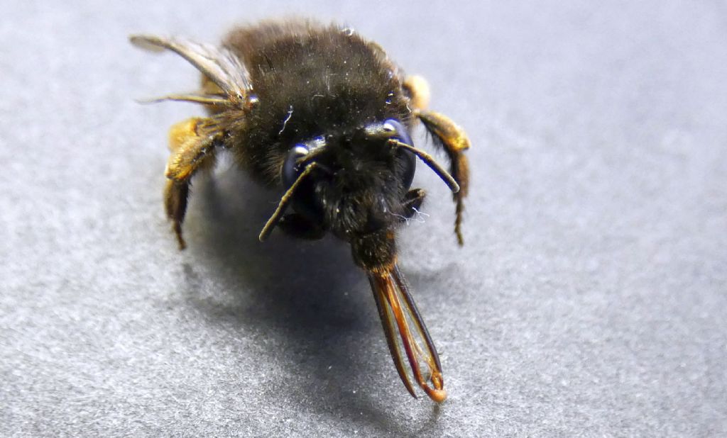 Apidae Anthophorinae: Anthophora plumipes var. niger, femmina