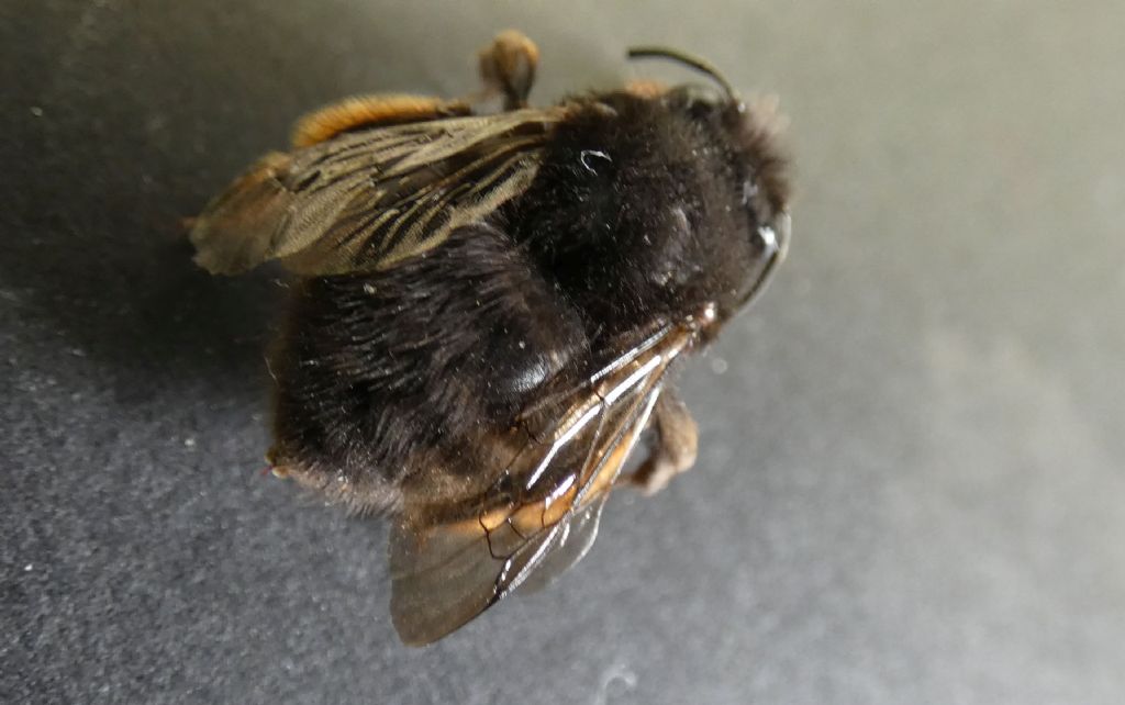 Apidae Anthophorinae: Anthophora plumipes var. niger, femmina