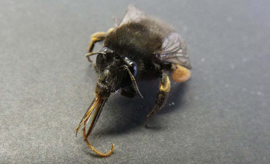 Apidae Anthophorinae: Anthophora plumipes var. niger, femmina