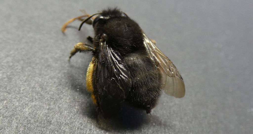 Apidae Anthophorinae: Anthophora plumipes var. niger, femmina