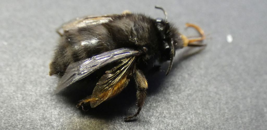 Apidae Anthophorinae: Anthophora plumipes var. niger, femmina