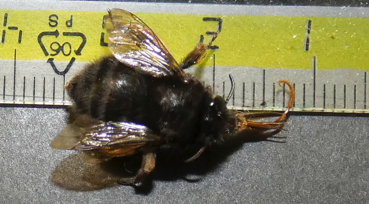 Apidae Anthophorinae: Anthophora plumipes var. niger, femmina
