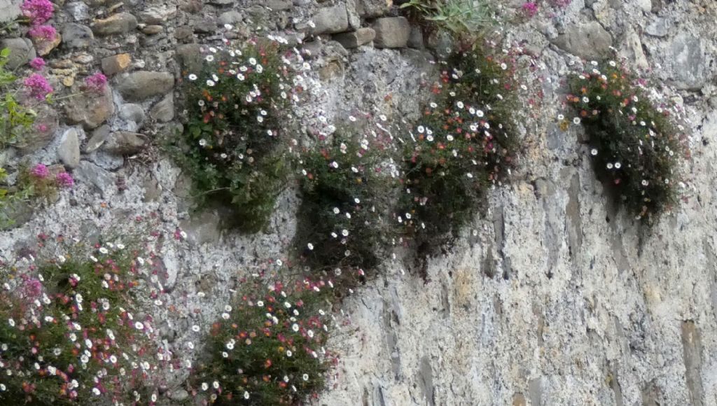 Erigeron karvinskianus (Asteraceae)