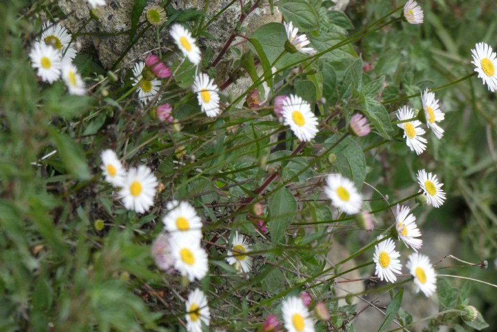 Erigeron karvinskianus (Asteraceae)