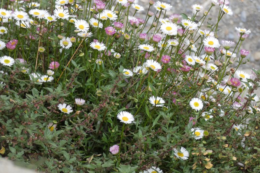 Erigeron karvinskianus (Asteraceae)