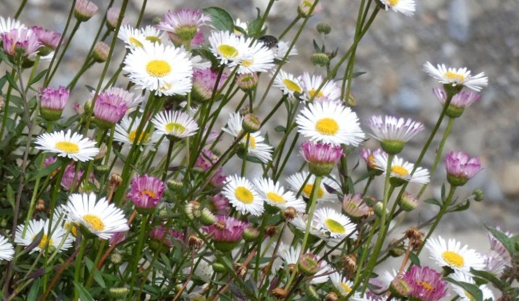 Erigeron karvinskianus (Asteraceae)