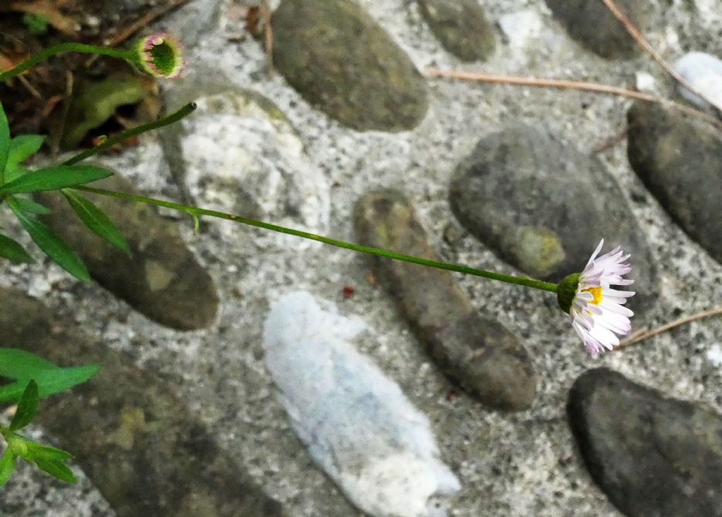 Erigeron karvinskianus (Asteraceae)