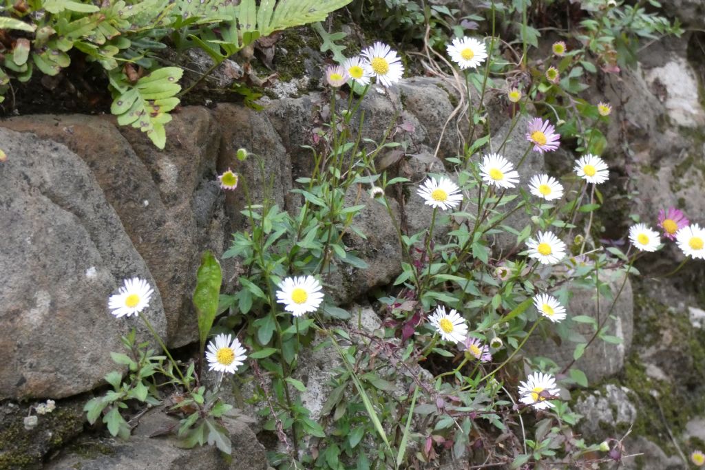 Erigeron karvinskianus (Asteraceae)