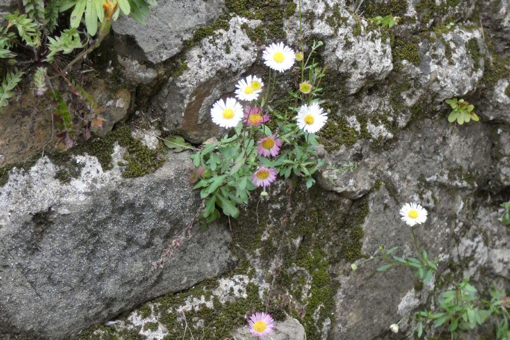 Erigeron karvinskianus (Asteraceae)
