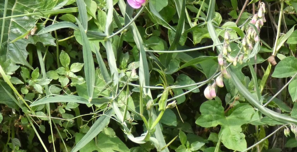 Fabacea: Lathyrus latifolius