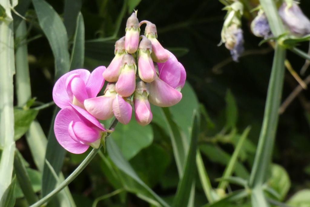 Fabacea: Lathyrus latifolius