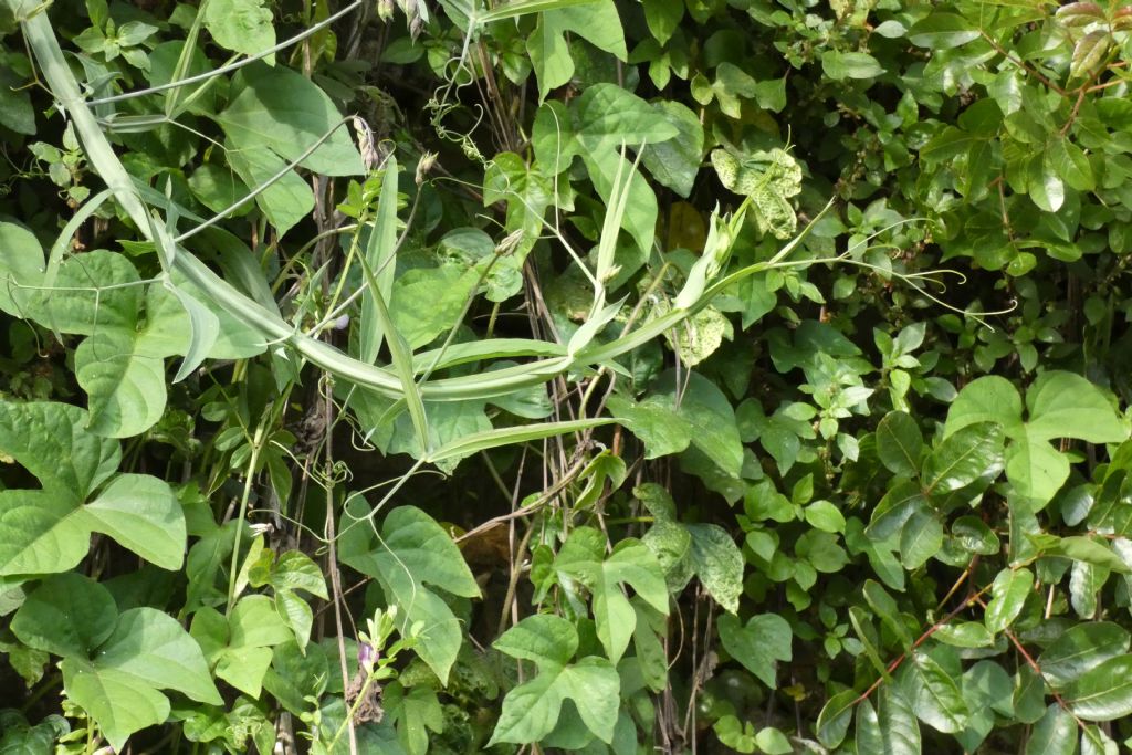 Fabacea: Lathyrus latifolius