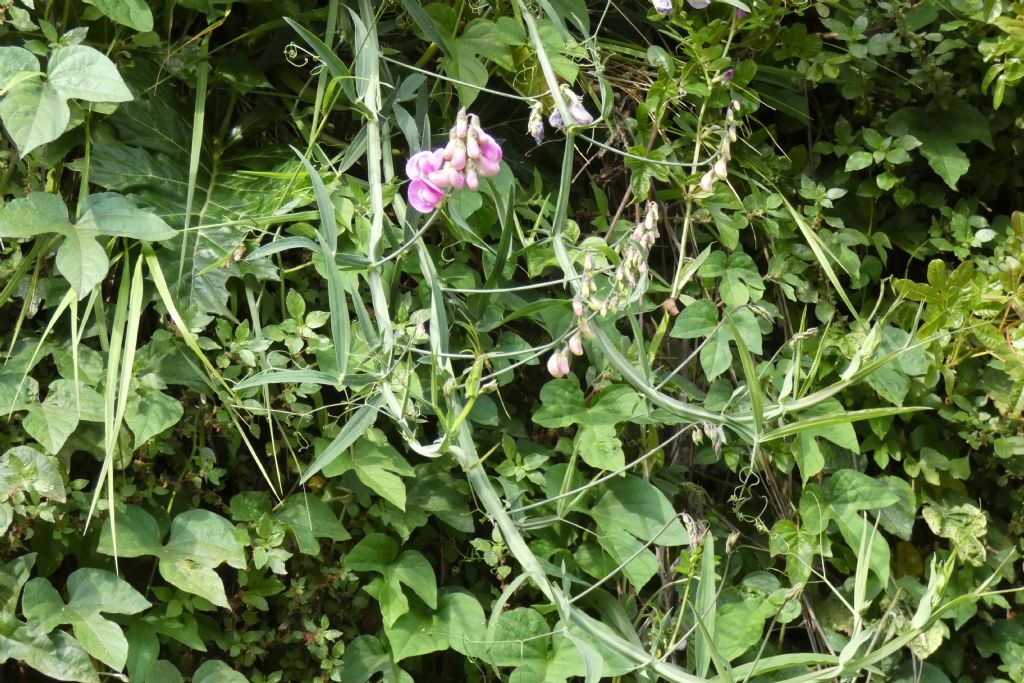 Fabacea: Lathyrus latifolius