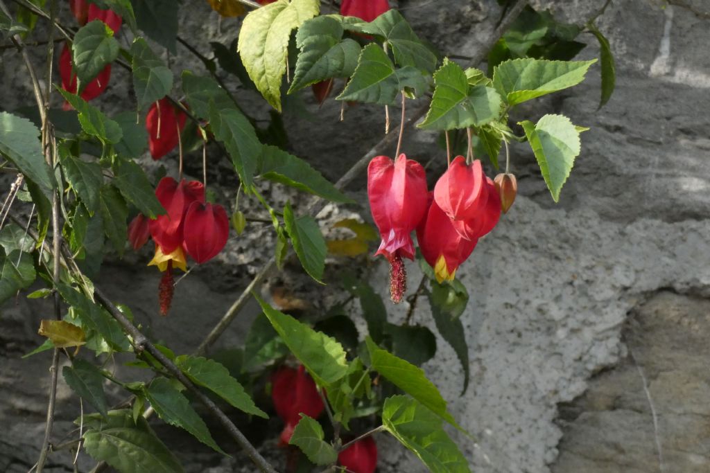Abutilon megapotamicum (Malvaceae)