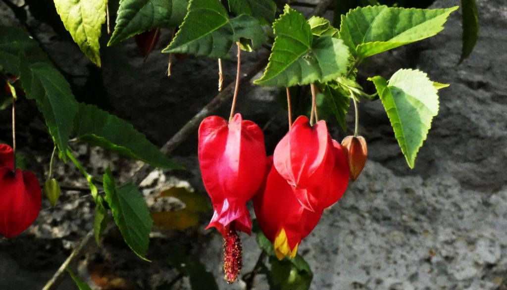 Abutilon megapotamicum (Malvaceae)