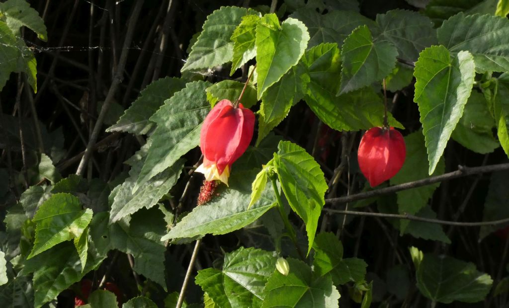 Abutilon megapotamicum (Malvaceae)