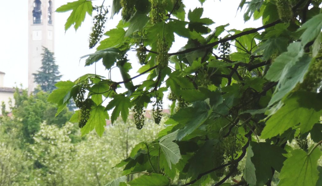 Acer pseudoplatanus